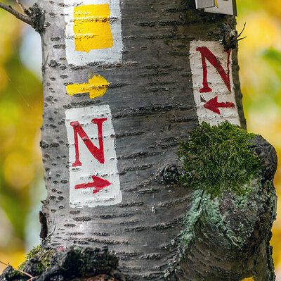 Das Markierungszeichen für den Nibelungensteig an einem Baum