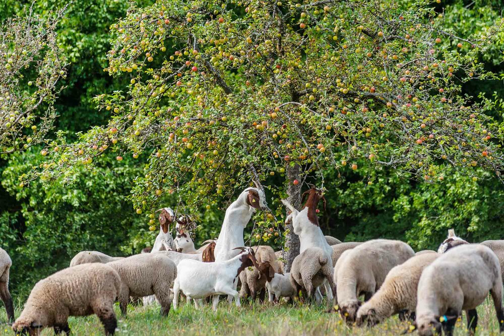 Schafe und Ziegen auf der Streuobstwiese