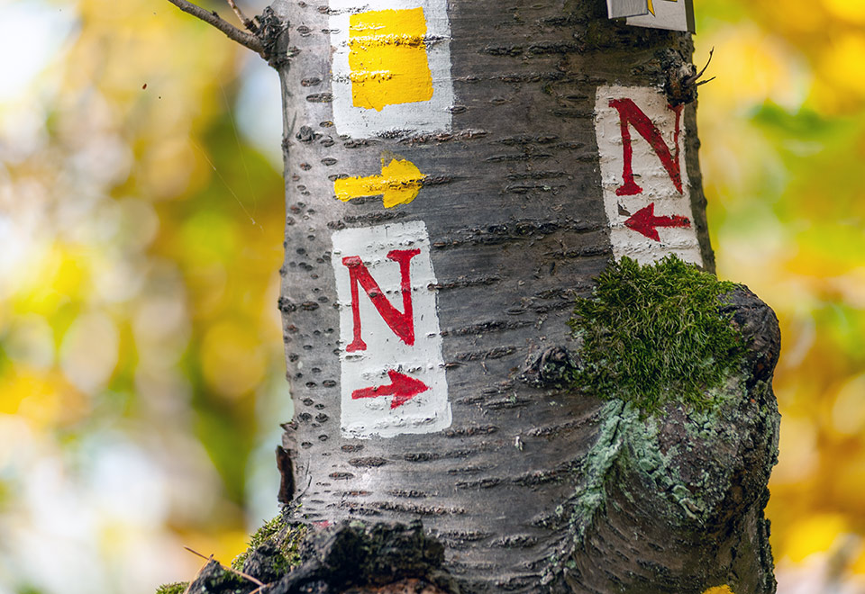 Das Markierungszeichen für den Nibelungensteig an einem Baum
